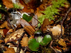 Corybas hypogaeus