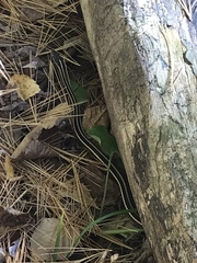 Thamnophis saurita septentrionalis