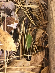 Thamnophis saurita septentrionalis