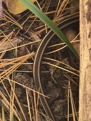 Thamnophis saurita septentrionalis