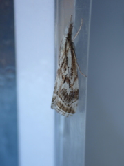 Catoptria