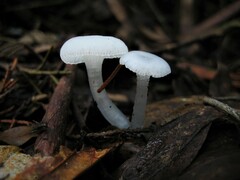 Gloiocephala quercetorum