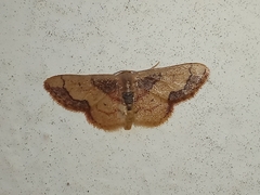 Idaea kendallaria