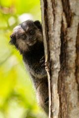 Callithrix kuhlii