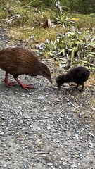 Gallirallus australis australis
