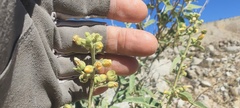 Horsfordia newberryi