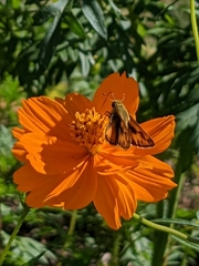 Hylephila phyleus