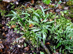 Notogrammitis angustifolia