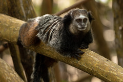 Callithrix kuhlii