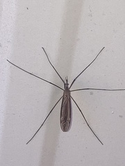 Platytipula