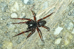 Corinnidae