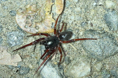 Corinnidae