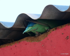 Agapornis roseicollis