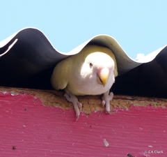 Agapornis roseicollis