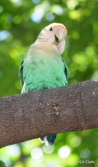 Agapornis roseicollis