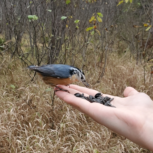 Sittidae image
