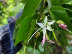 Bauhinia divaricata