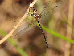 Eusynthemis nigra