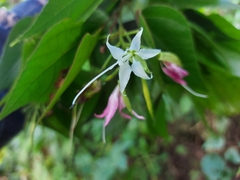 Bauhinia divaricata