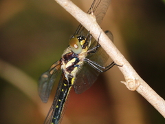 Eusynthemis nigra