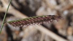 Bouteloua barbata barbata