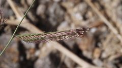 Bouteloua barbata barbata