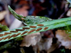 Notogrammitis angustifolia