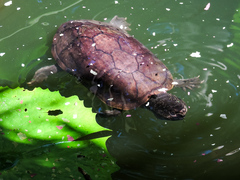 Kinosternon chimalhuaca