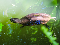 Kinosternon chimalhuaca