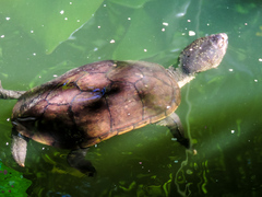 Kinosternon chimalhuaca