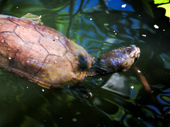 Kinosternon chimalhuaca