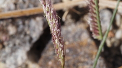 Bouteloua barbata barbata