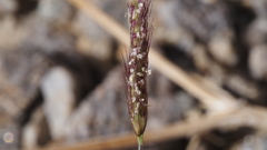 Bouteloua barbata barbata