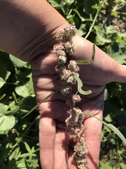 Amaranthus fimbriatus