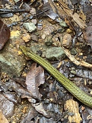 Rhadinaea calligaster