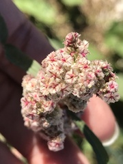 Amaranthus fimbriatus