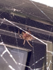 Araneus pegnia