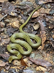 Rhadinaea calligaster