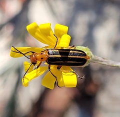 Pyrota lineata