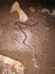 Micrurus nigrocinctus