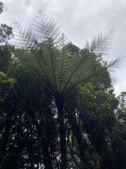 Cyathea cunninghamii