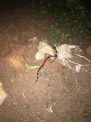 Micrurus nigrocinctus