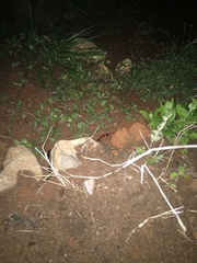 Micrurus nigrocinctus