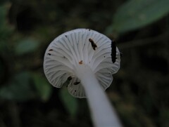 Gloiocephala quercetorum