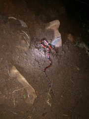 Micrurus nigrocinctus