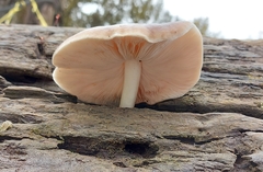 Pluteus exilis