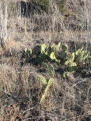 Opuntia littoralis
