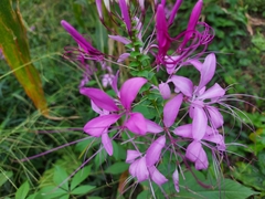 Cleome houtteana