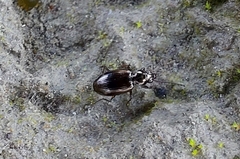 Bembidion