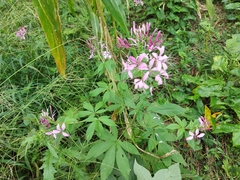 Cleome houtteana